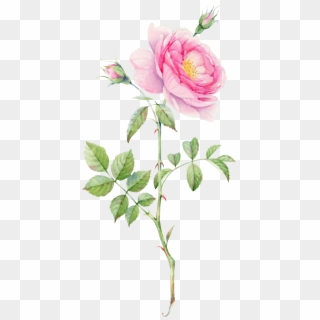 0℃素材4 Plant Drawing, Rose Bouquet, Flower Bouquets, - Watercolor Rose Leaf Painting, HD Png Download