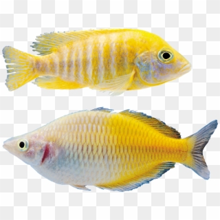 Fish Png - Peixes Png, Transparent Png