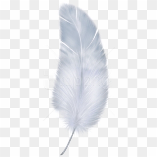 Free Png Images - Transparent Background Feather Png, Png Download