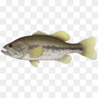 The Largemouth Bass Is Considered By Some To Be The, HD Png Download