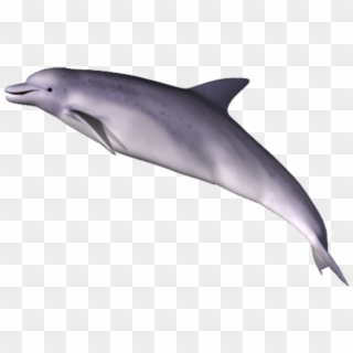 Dolphin Png Clipart - Dolphin Png, Transparent Png