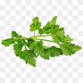 Chervil - Bunch Of Parsley Png, Transparent Png
