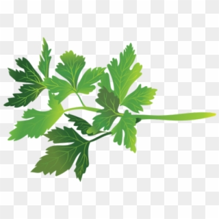 Parsley Clipart Transparent - Parsley, HD Png Download