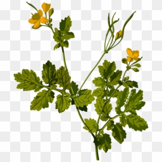 Herb Medicinal Plants Parsley Flower Greater Celandine - Greater Celandine Png, Transparent Png