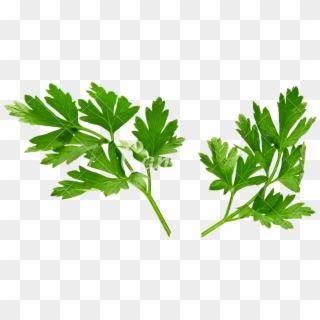 Parsley Clipart Sprig - Petersilie Symbol, HD Png Download