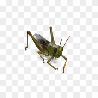 Grasshopper Png - Locust, Transparent Png