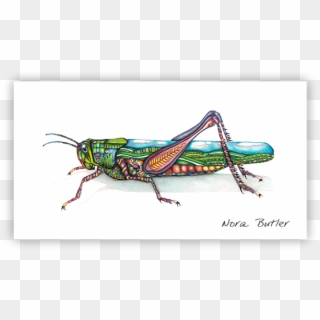 Grasshopper Limited Edition Print - Grasshopper, HD Png Download