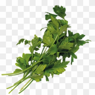 ¼ Ounce - Parsley - Parsley, HD Png Download
