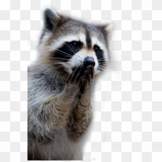 Raccoon Png - Raccoon Praying, Transparent Png