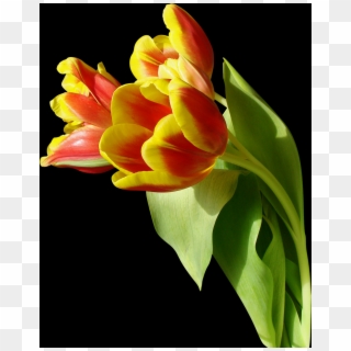Tulip, Free Pngs - Love You Hummingbirds, Transparent Png