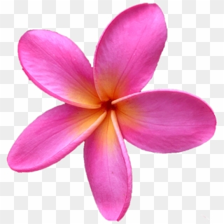 Click Here For Our Entire Plumeria Cutting Collection - Pink Plumeria Flower Png, Transparent Png