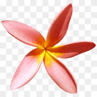 Thumb Image - Гавайский Цветок Пнг, HD Png Download