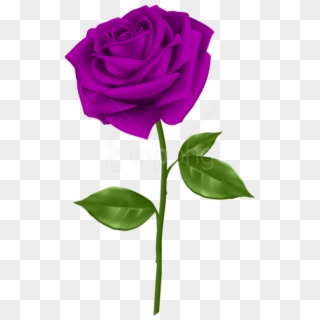 Free Png Purple Rose Png Images Transparent - Transparent Background Purple Rose Transparent, Png Download