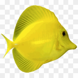 Angelfish Png Free Download - Fish With Transparent Background, Png Download