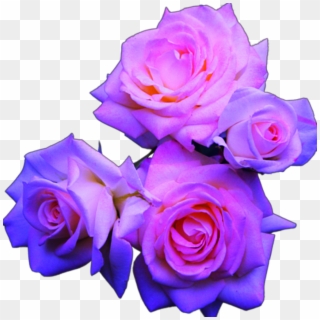 Blue And Pink Roses - Purple Roses Transparent, HD Png Download
