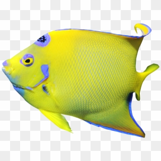 Go To Image - Freshwater Angelfish Png, Transparent Png