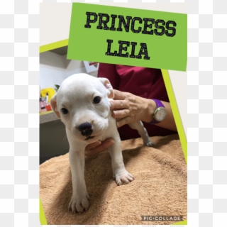 Photo Of Princess Leia - Dogo Guatemalteco, HD Png Download