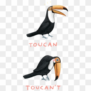 Toucan T Shirts, HD Png Download