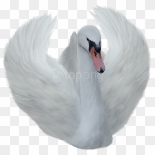 Free Png Download White Swan Png Images Background - Png Swan, Transparent Png