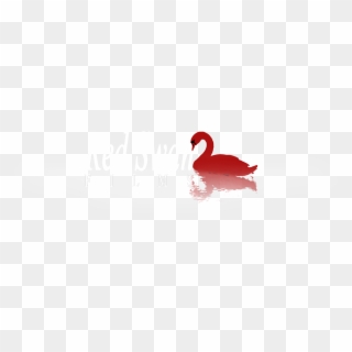Black Swan, HD Png Download