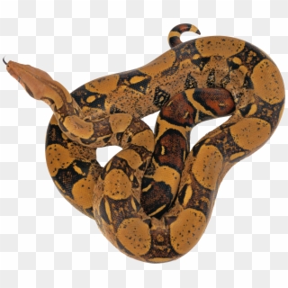 Reticulated Python Png, Transparent Png