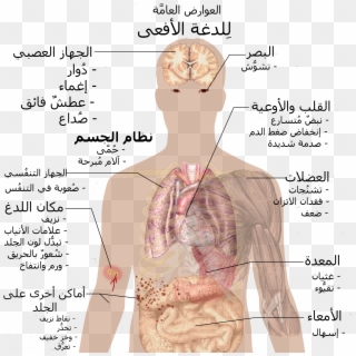 Snake Bite Symptoms-ar - Heroin Effects On The Nervous System, HD Png Download