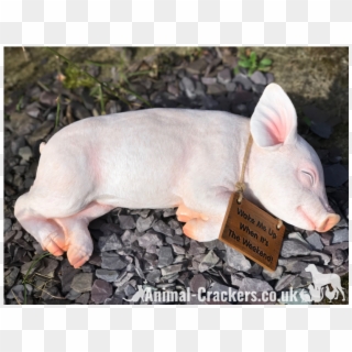 'wake Me Up When It's The Weekend' Sign Sleeping Pig - Domestic Pig, HD Png Download