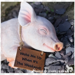 'wake Me Up When It's The Weekend' Sign Sleeping Pig - Domestic Pig, HD Png Download