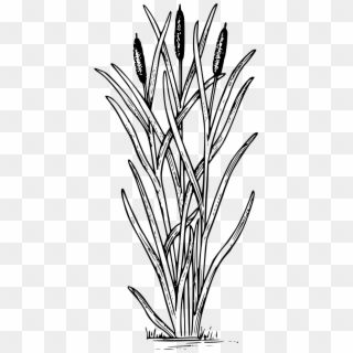 Cattail - Cattail Black And White, HD Png Download