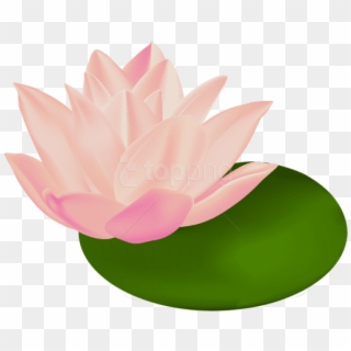 Free Png Download Water Lily Transparent Png Images - Water Lily White Background, Png Download