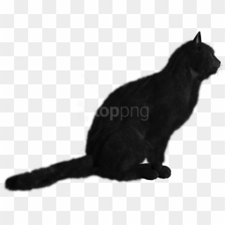 Free Png Download Cat Png Images Background Png Images - Cat, Transparent Png
