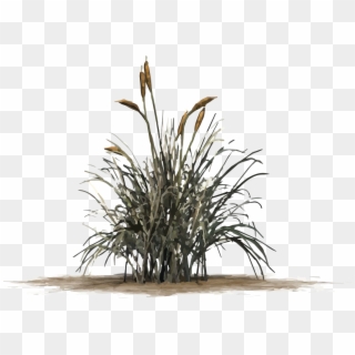 Cattail Graphic - Cat Tail Grass Png, Transparent Png