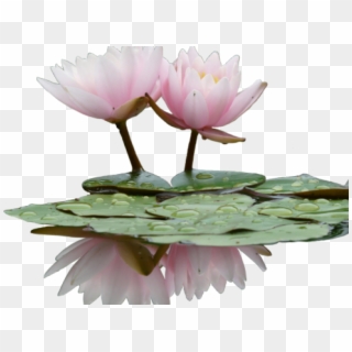 Water Lily Flower Png, Transparent Png