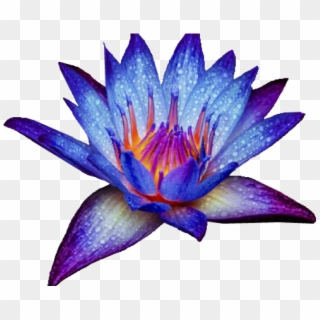 Blue Water Lily Png, Transparent Png