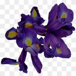 Art Nouveau Water Lily - Iris Versicolor, HD Png Download