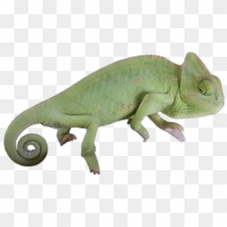 #moodboard #png #filler #nichememe #polyvore #chameleon - Green Iguana, Transparent Png