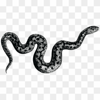 Snakes Png - Black And White Snake Png, Transparent Png