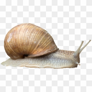 Snail - Snail Png, Transparent Png