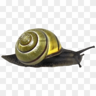 Animals - Snails - Snail Green Transparent, HD Png Download