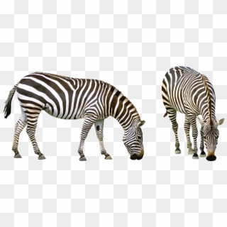 Zebra, Africa, Striped, Animals, Safari, Nature, Zoo - Comprehension About Animals, HD Png Download