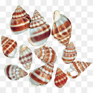 Transparent Sea Snail Shells Png Clipart - Sea Snails Snail Png, Png Download