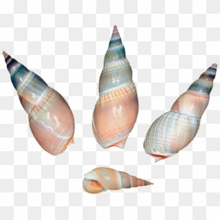 Sea Snail Shells Png - Shells Png, Transparent Png
