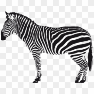 Zebra Png Transparent Images - Black And White Zebra Silhouette, Png Download