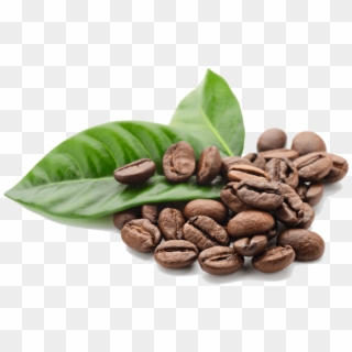 Coffee Beans Leaves - Coffee Beans, HD Png Download