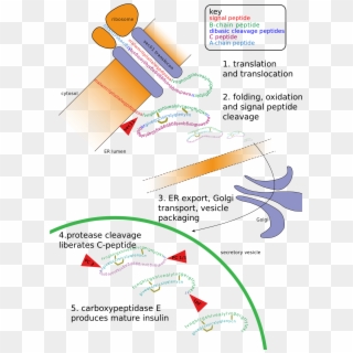 File - Insulin Path - Svg - Post Translational Modification, HD Png Download