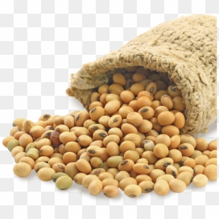 732 X 654 1 - Transparent Soybean Png, Png Download