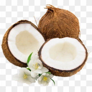 Coconut, HD Png Download