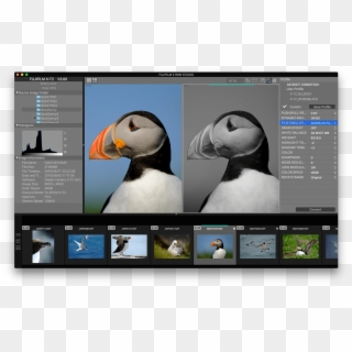 Fujifilm X Raw Studio And Other Updates - Atlantic Puffin, HD Png Download