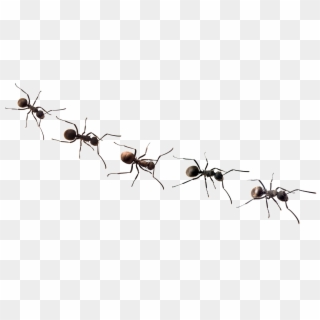 Ants Png Free Background - Tattoo Designs Ants, Transparent Png