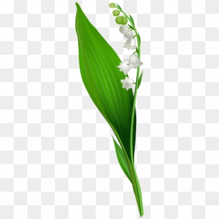 Lily Of The Valley - Lily Of The Valley Png, Transparent Png